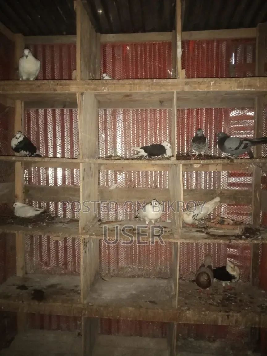 পোষা কবুতর বিক্রয় হবে