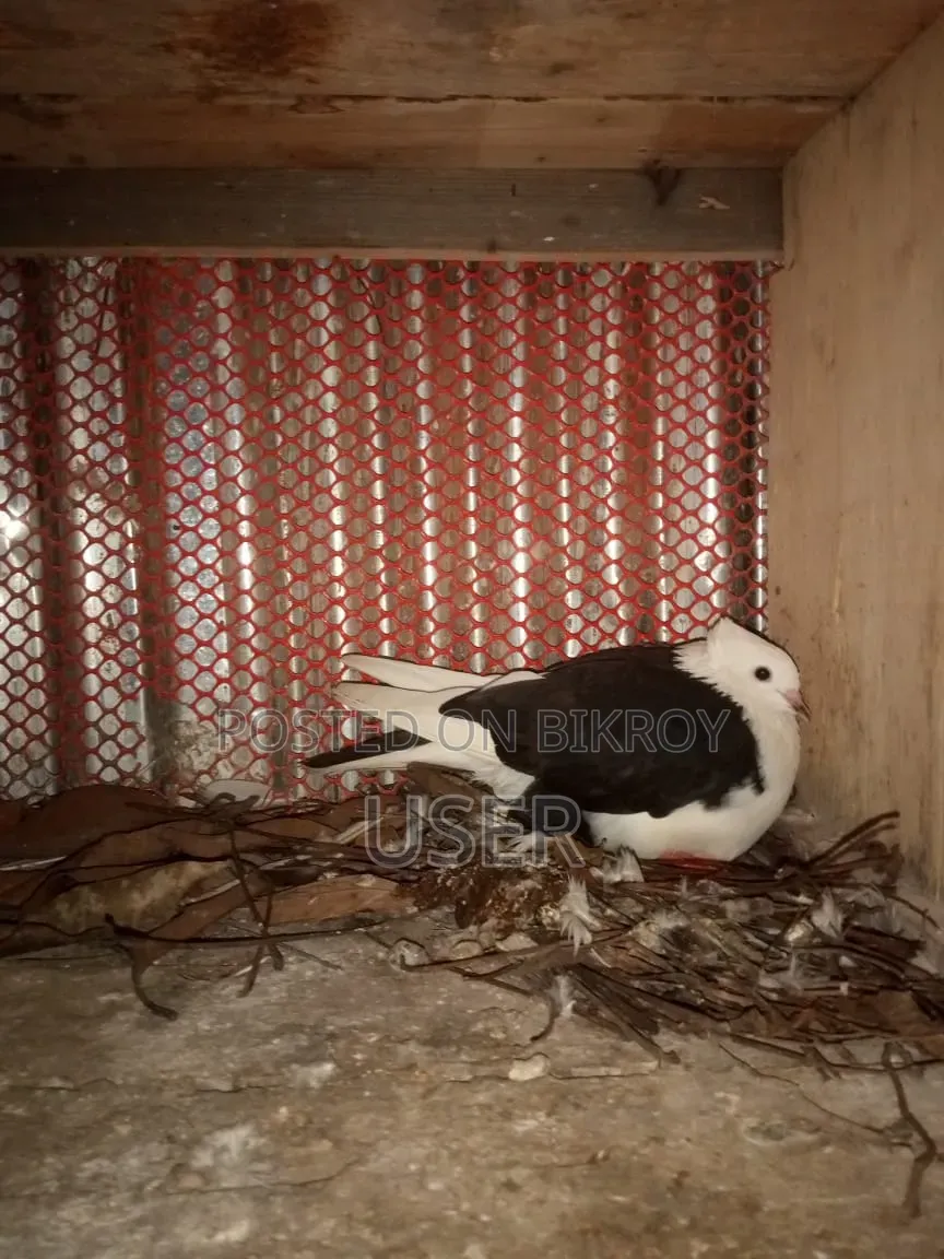 পোষা কবুতর বিক্রয় হবে