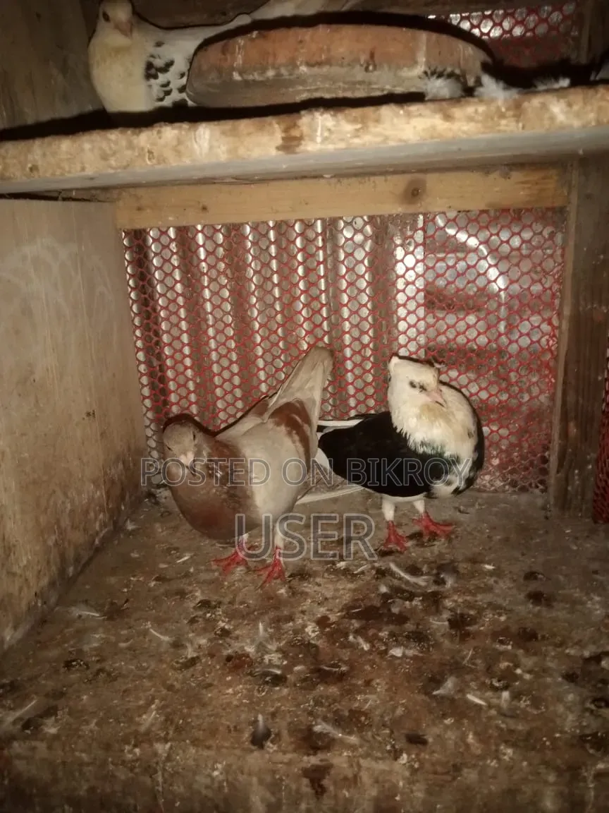 পোষা কবুতর বিক্রয় হবে
