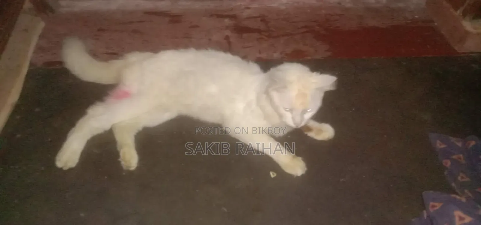 1+ year Male Purebred Persian