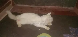 1+ year Male Purebred Persian