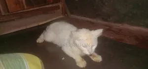 1+ year Male Purebred Persian