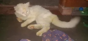 1+ year Male Purebred Persian