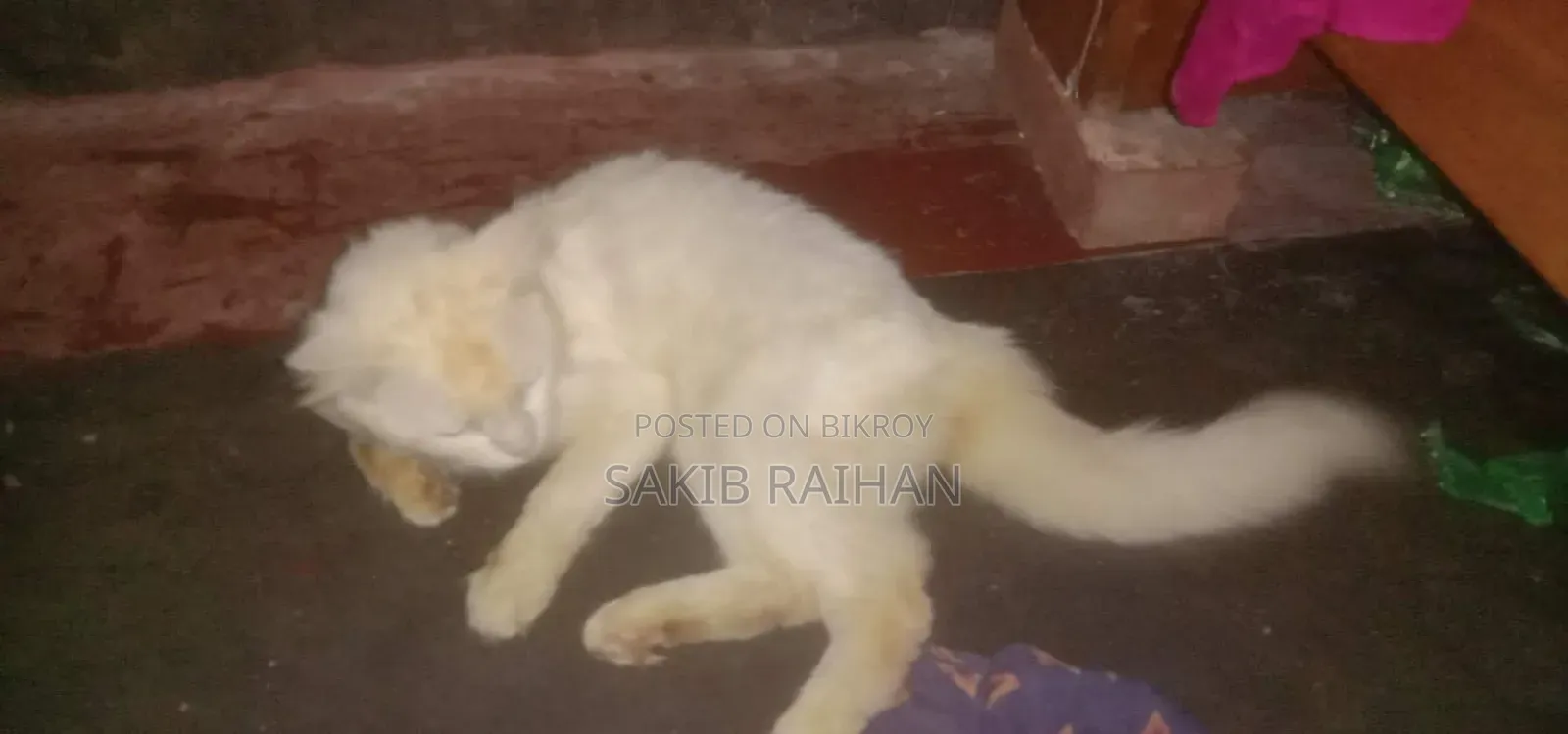 1+ year Male Purebred Persian
