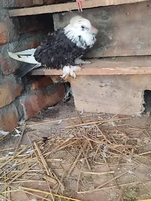 ফিল ব্যাক মাদি কবুতর