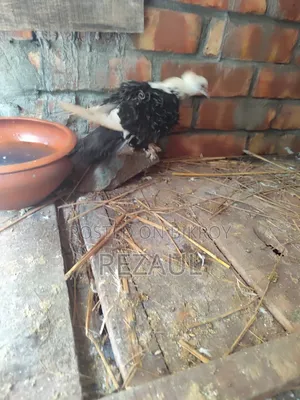ফিল ব্যাক মাদি কবুতর