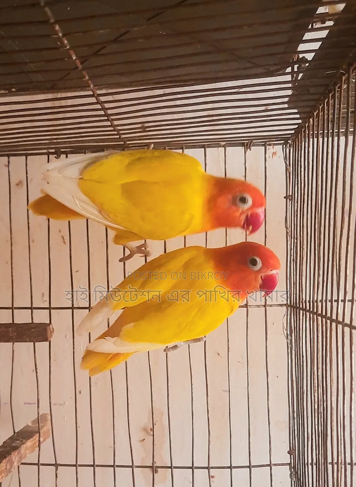 রানিং ডিমসহ পেয়ার ( পিওর লুটনো ফিসার)  লাভবার্ডস