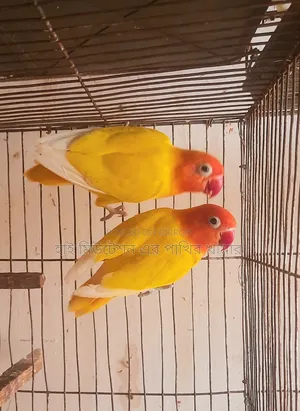 রানিং ডিমসহ পেয়ার ( পিওর লুটনো ফিসার)  লাভবার্ডস