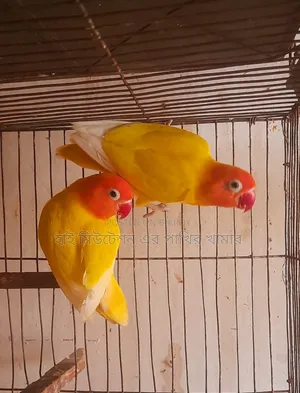 রানিং ডিমসহ পেয়ার ( পিওর লুটনো ফিসার)  লাভবার্ডস