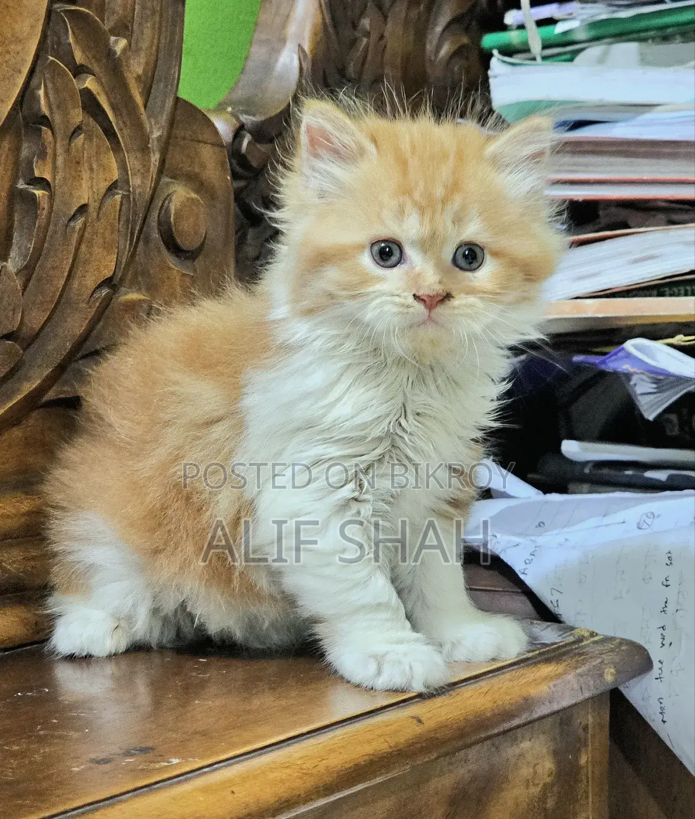 1-3 months Male Purebred Persian
