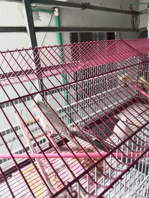 এলবিনো রেড আই কোকাটিল রানিং জোড়া