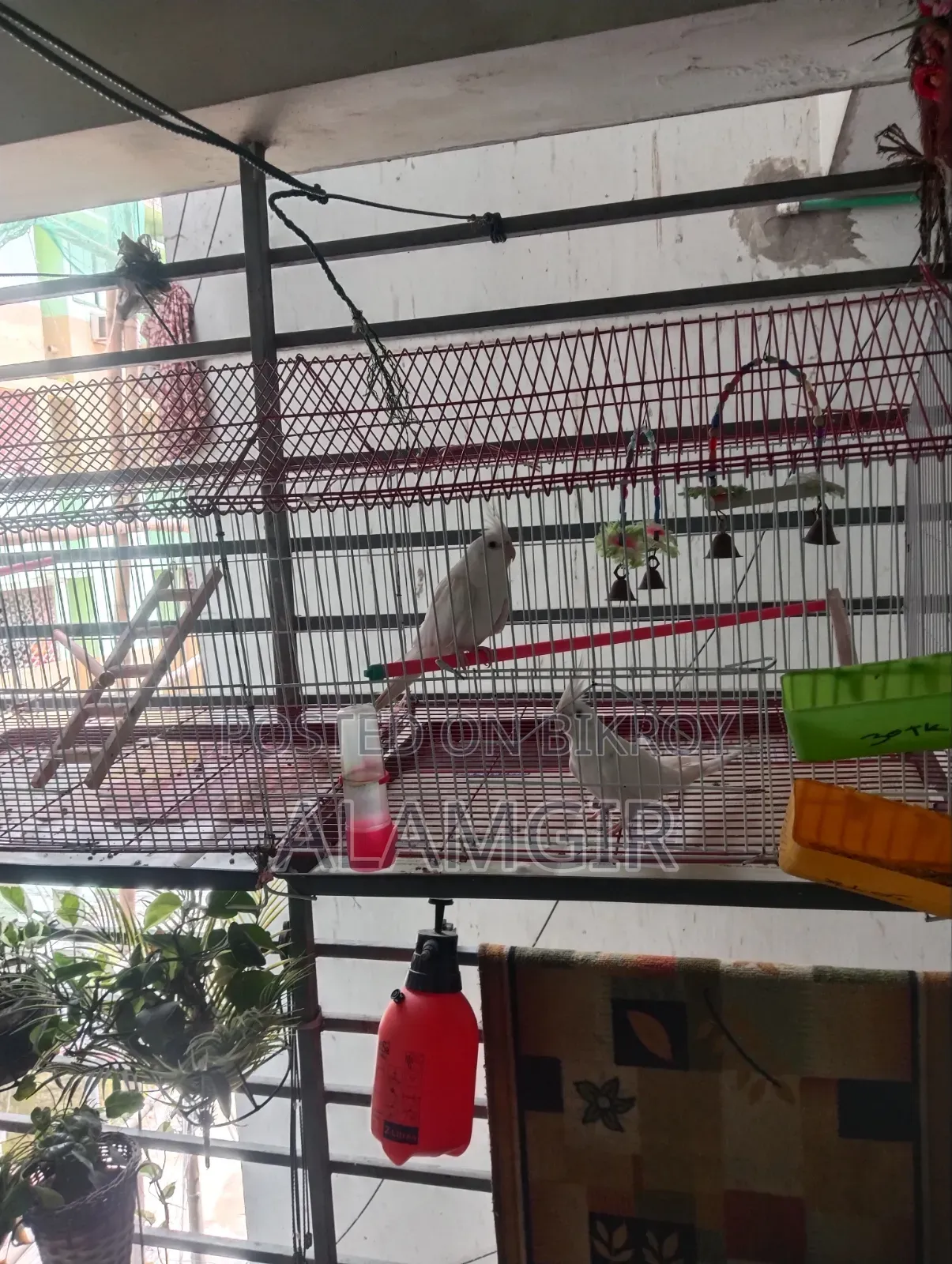 এলবিনো রেড আই কোকাটিল রানিং জোড়া