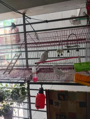 এলবিনো রেড আই কোকাটিল রানিং জোড়া