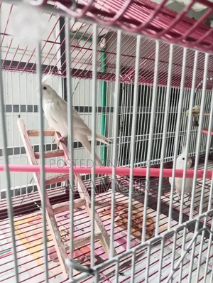 এলবিনো রেড আই কোকাটিল রানিং জোড়া