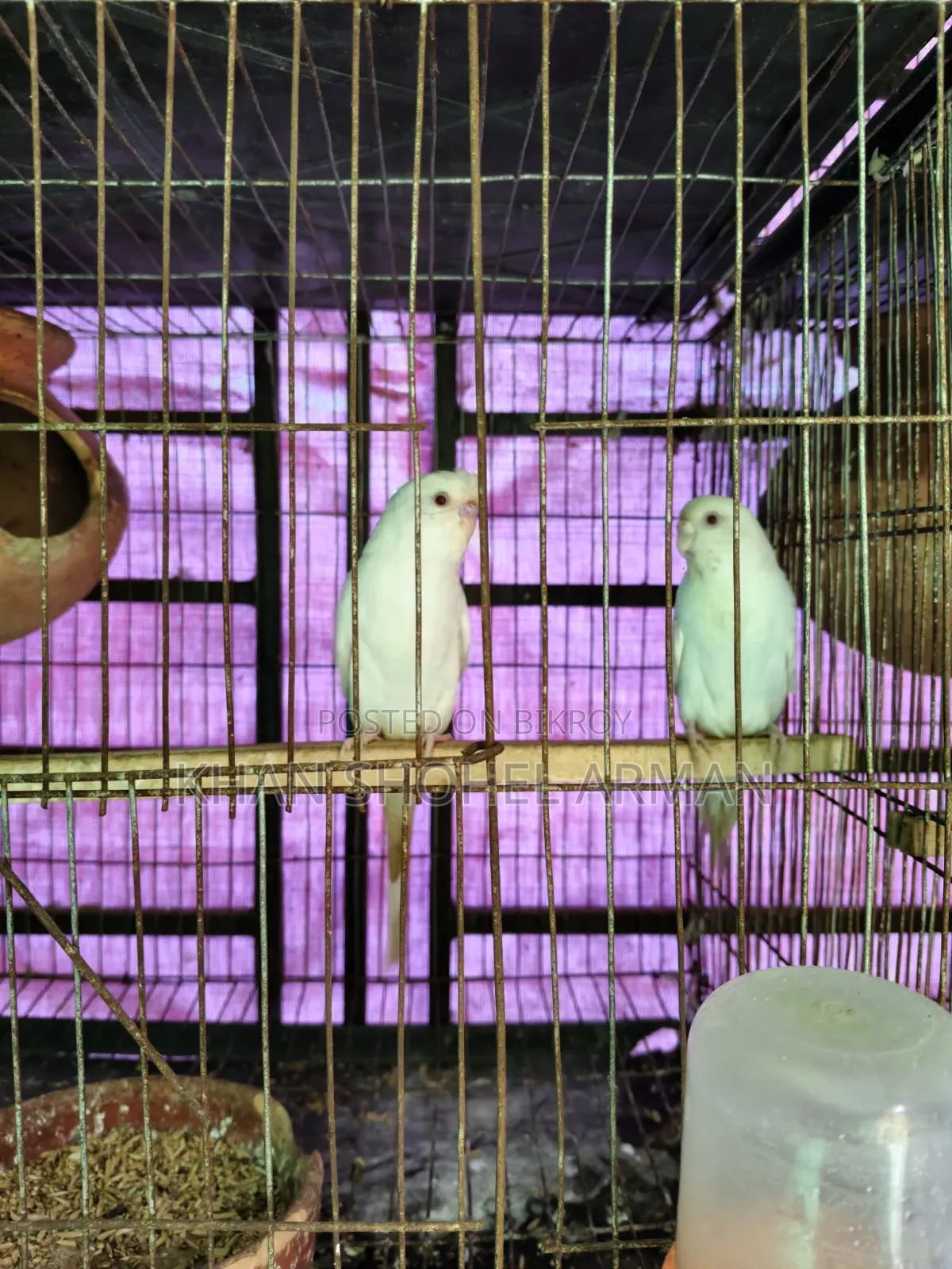 খাঁচা সহ বাজিগর পাখি।
