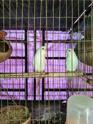 খাঁচা সহ বাজিগর পাখি।