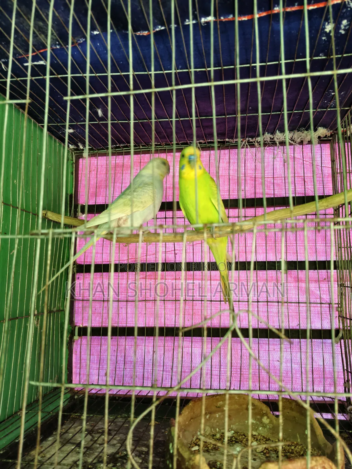 খাঁচা সহ বাজিগর পাখি।