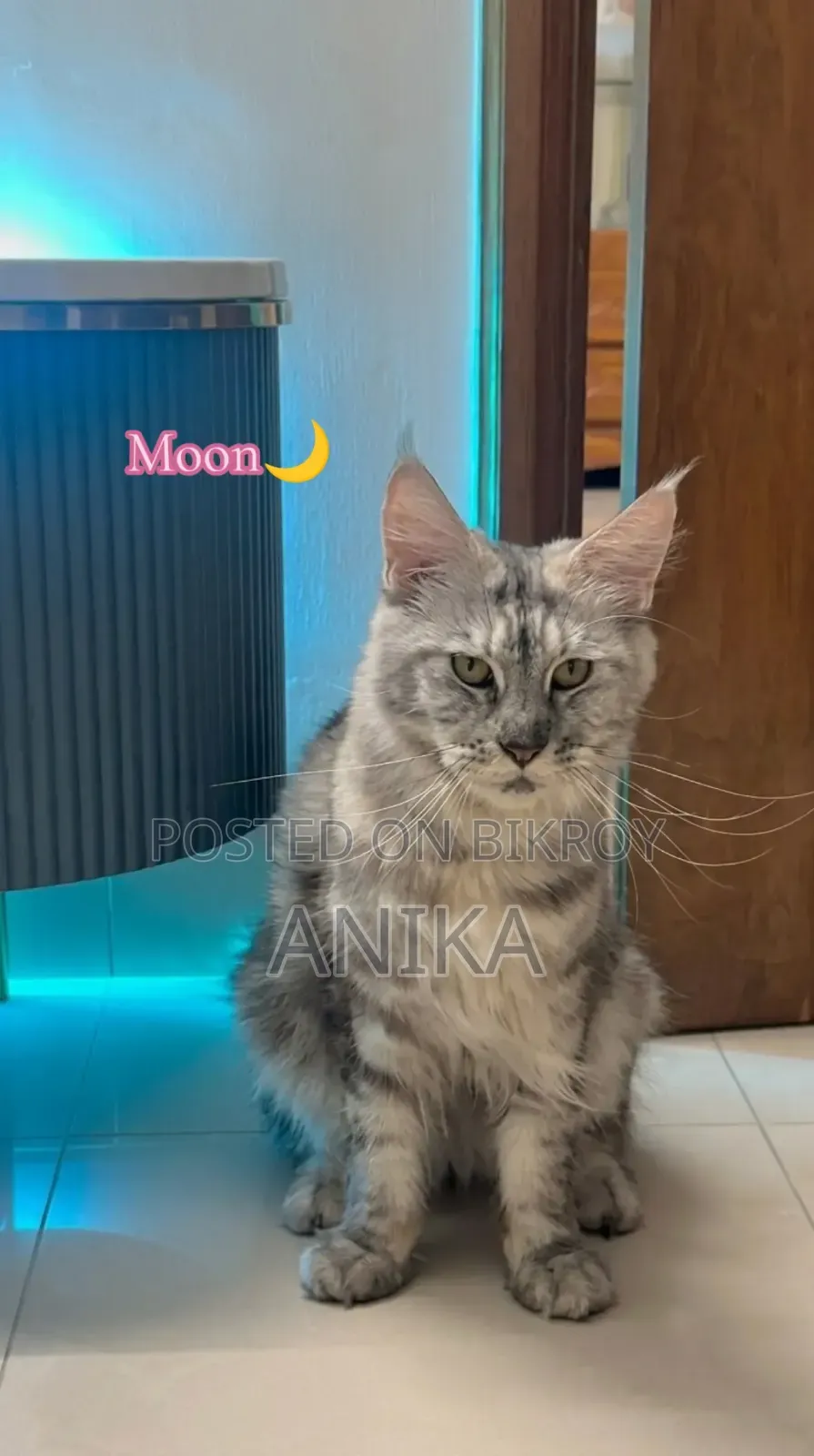 1+ year Female Purebred Maine Coon