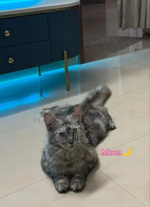 1+ year Female Purebred Maine Coon