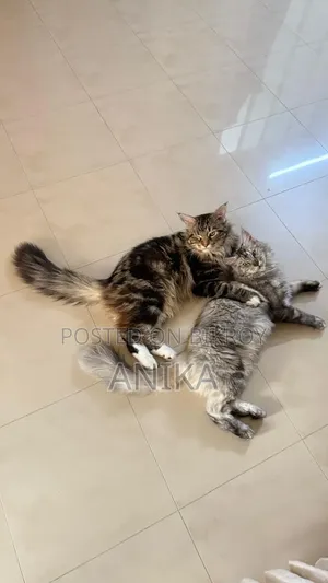 1+ year Female Purebred Maine Coon