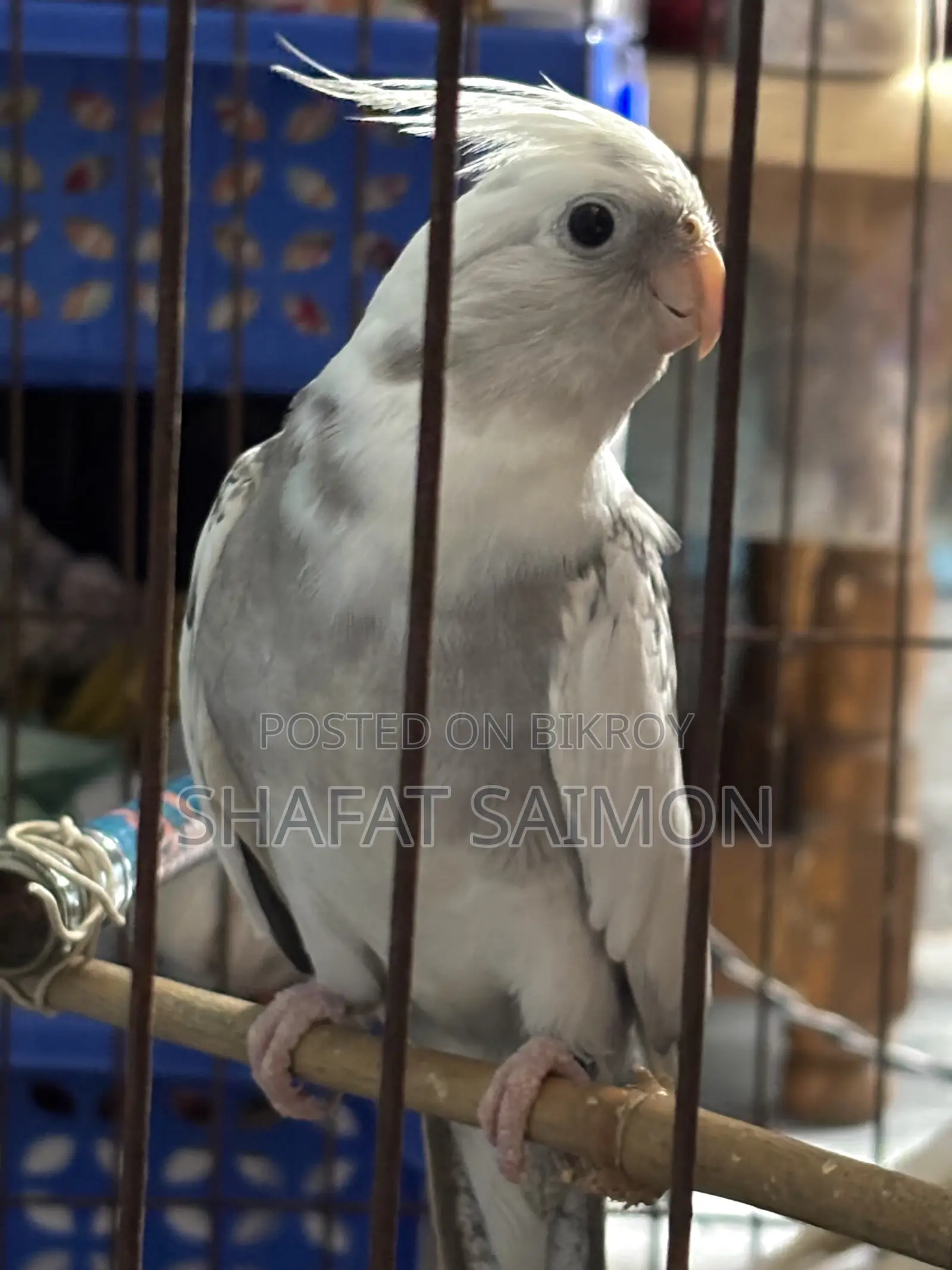 Cockatiels