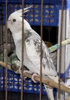 Cockatiels