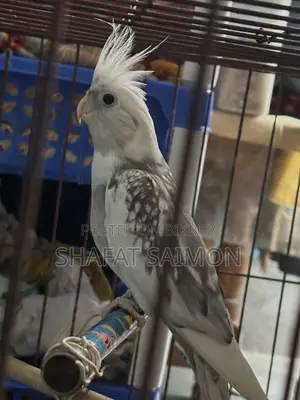 Cockatiels