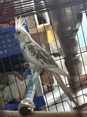 Cockatiels