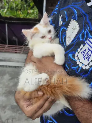 1-3 months Male Purebred Persian