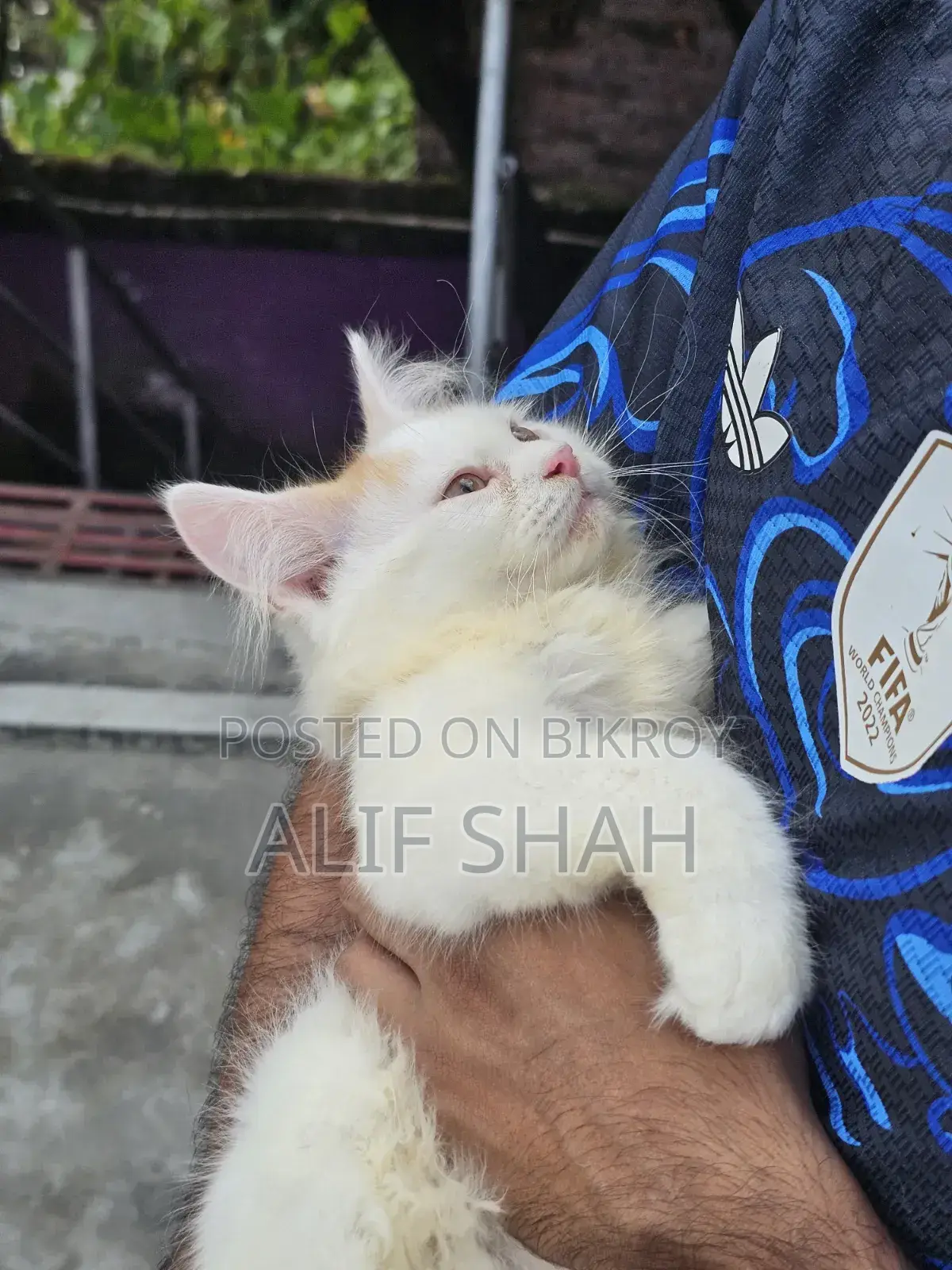 1-3 months Male Purebred Persian