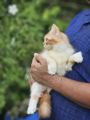 1-3 months Male Purebred Persian