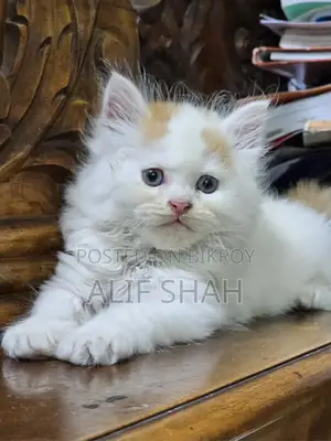 1-3 months Male Purebred Persian