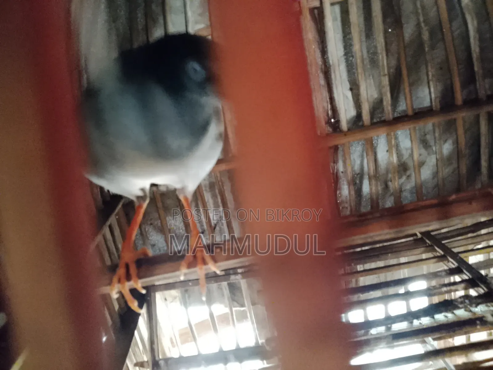 কথা বলা গাং শালিক