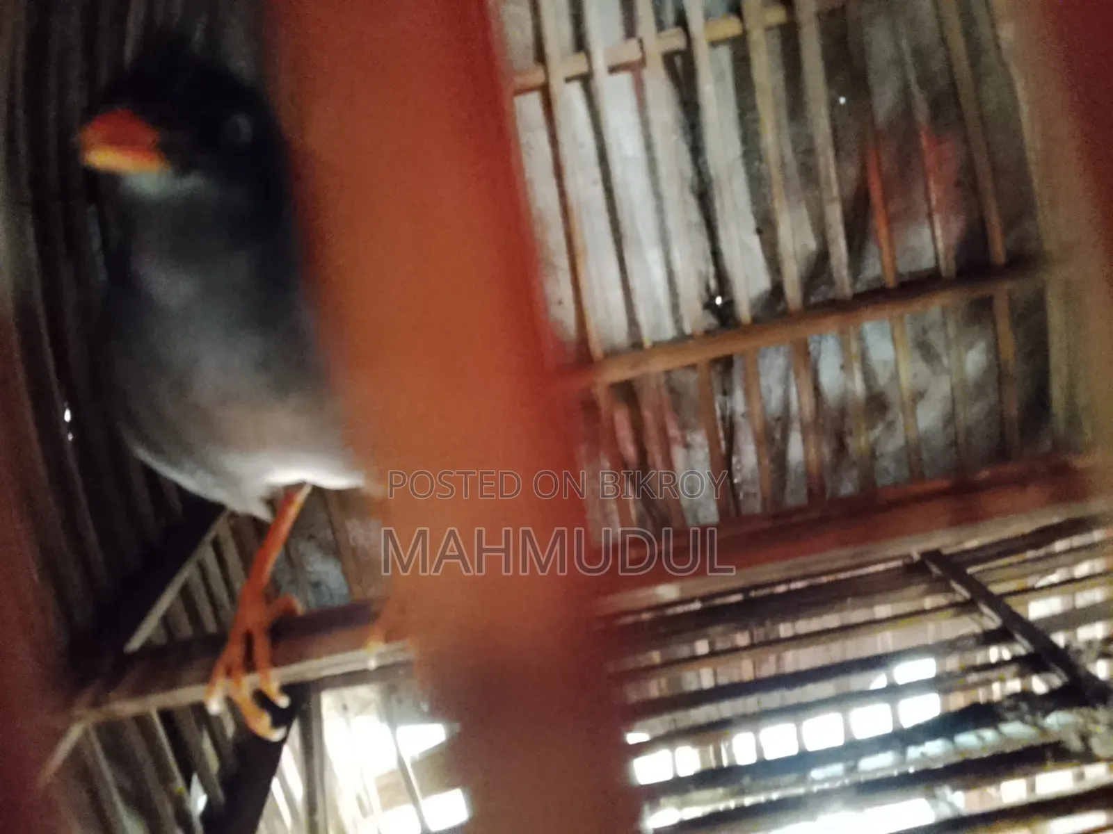 কথা বলা গাং শালিক