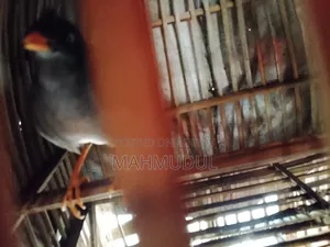 কথা বলা গাং শালিক