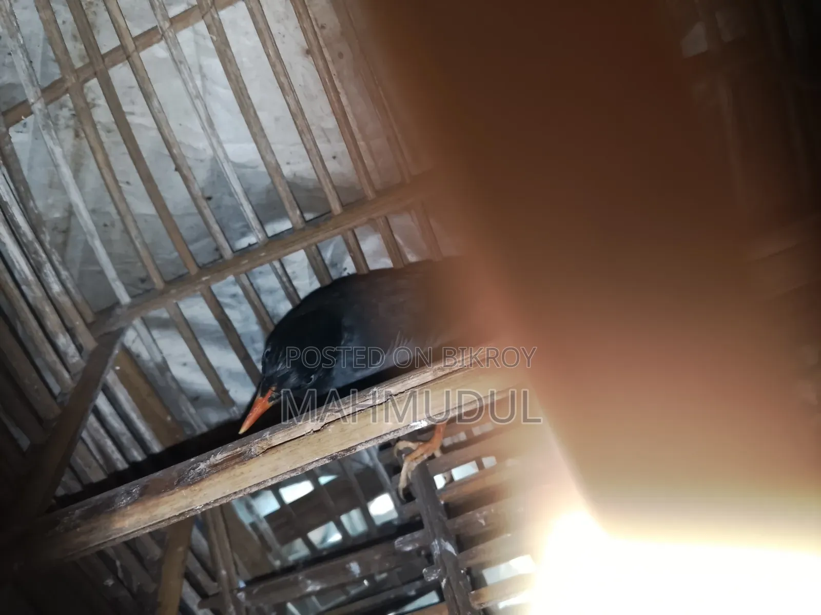 কথা বলা গাং শালিক