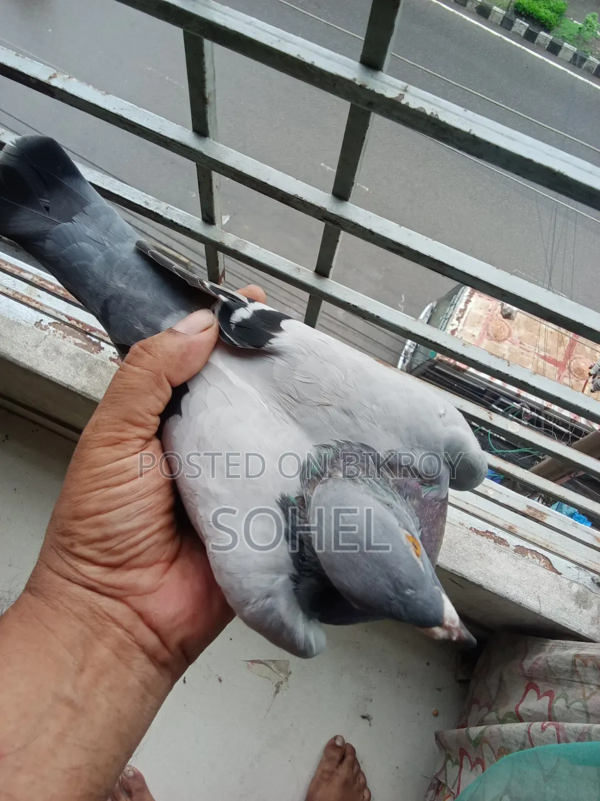 এক পিচ সবজি রেসার মাদী কবুতর
