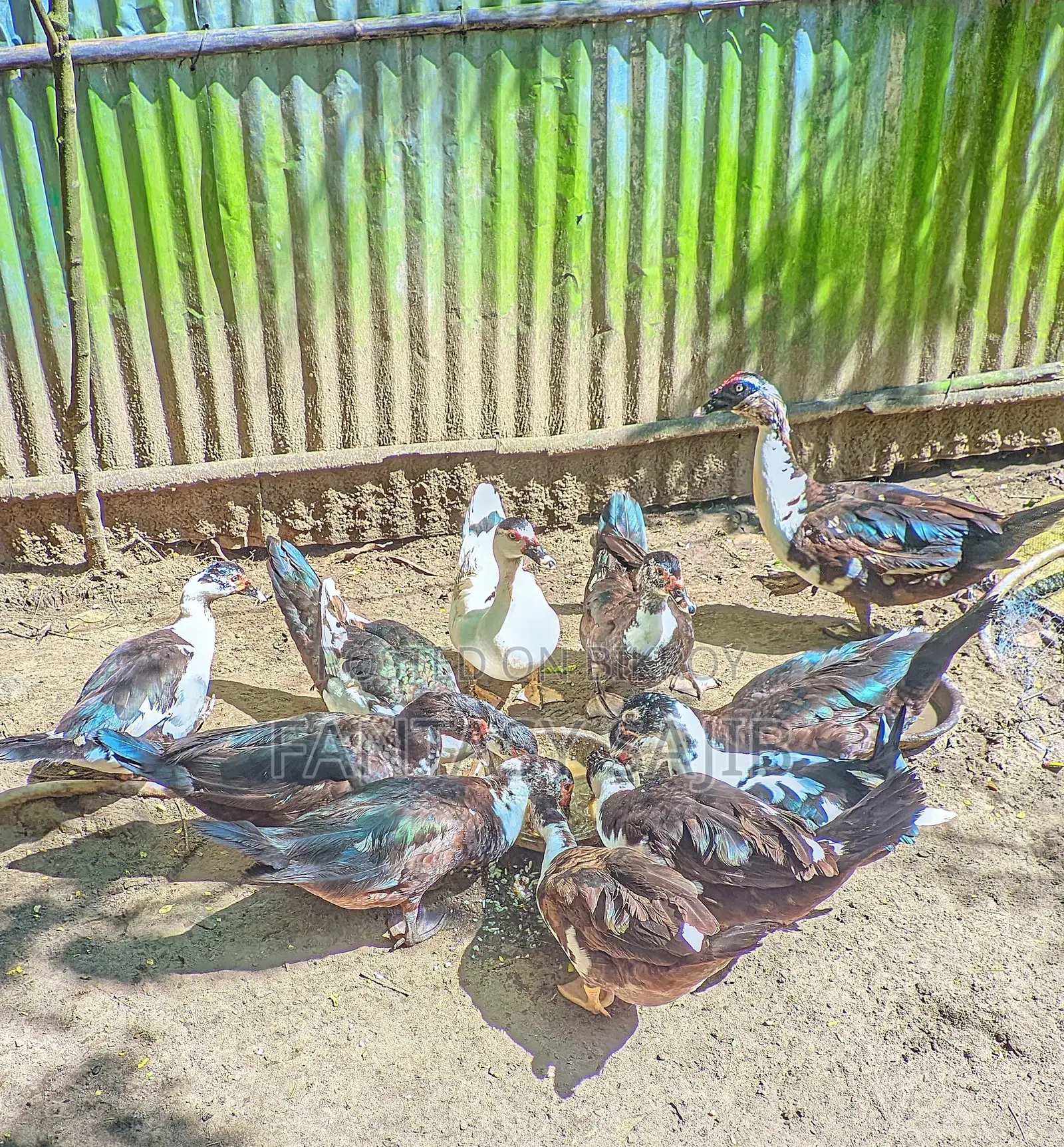 চিনা হাঁস বিক্রি করা হবে
