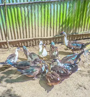 চিনা হাঁস বিক্রি করা হবে