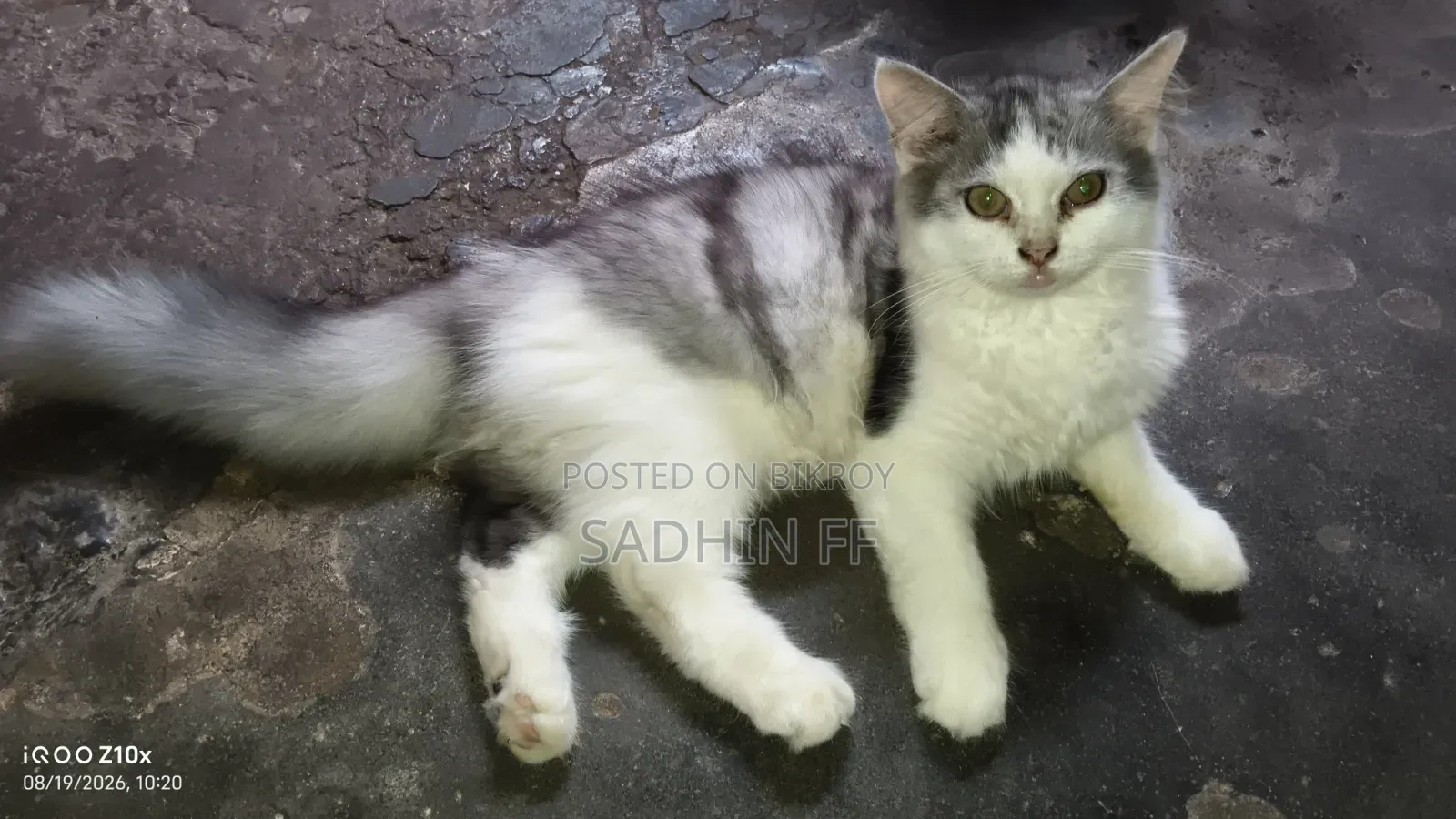 ১-৩ মাসের পিওর পার্সিয়ান মেয়ে বিড়াল