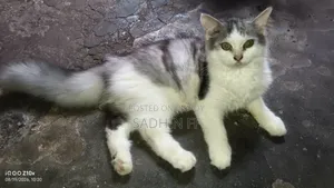 ১-৩ মাসের পিওর পার্সিয়ান মেয়ে বিড়াল