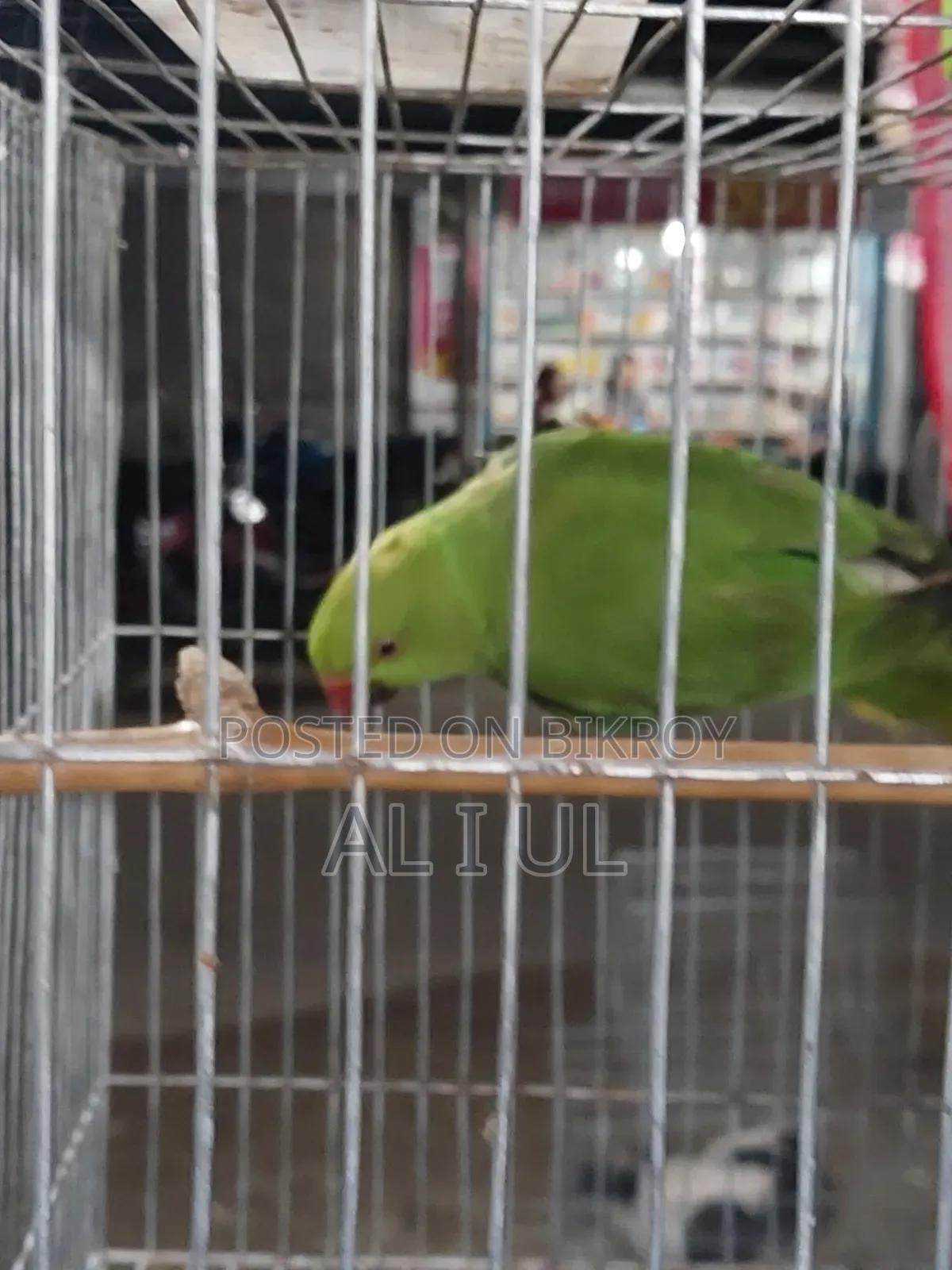 টিয়া পাখি বিক্রি হবে