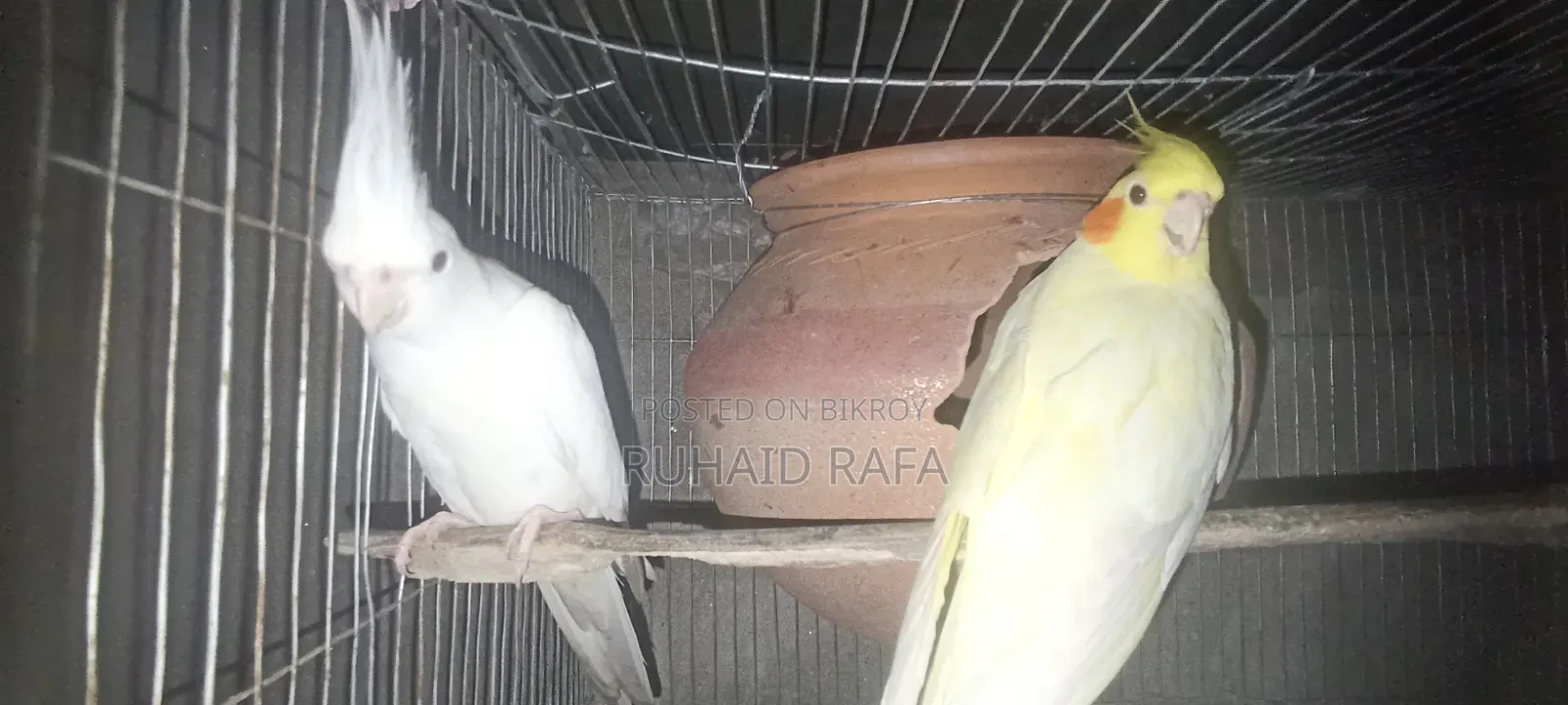 লুটিনো এবং অ্যালবিনো কোকাটেল।