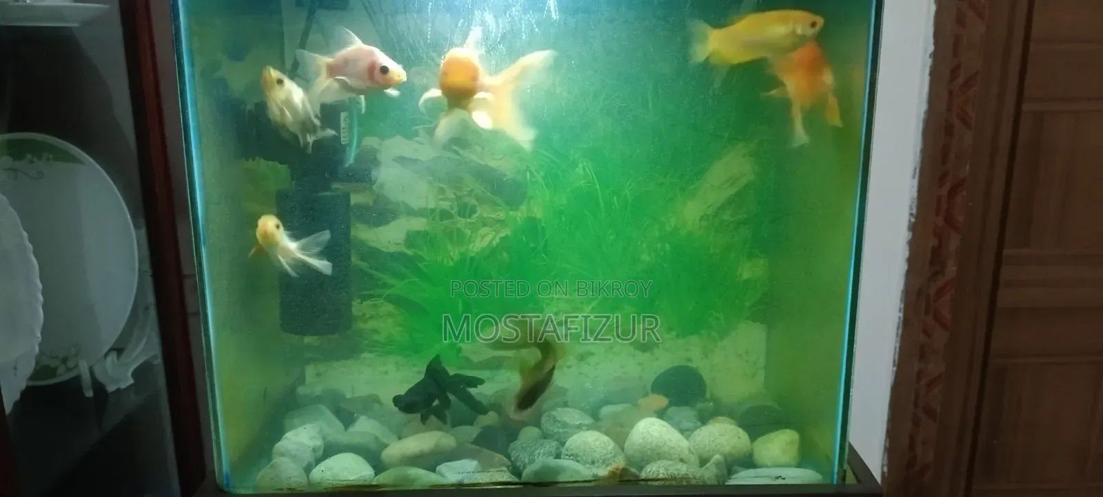 Gold Fish Medium Size