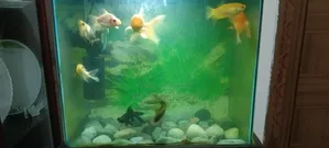 Gold Fish Medium Size