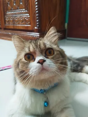 6-12 months Male Purebred Persian