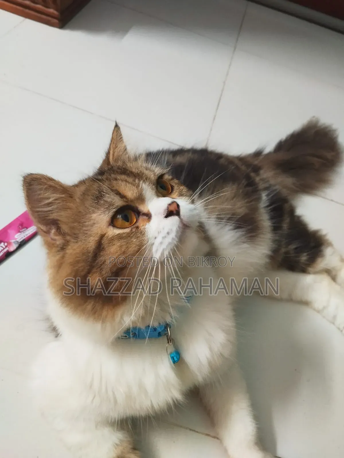 6-12 months Male Purebred Persian