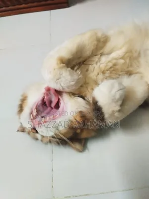 6-12 months Male Purebred Persian