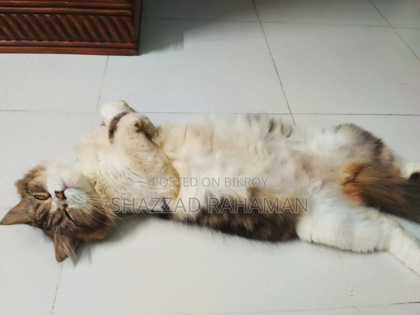6-12 months Male Purebred Persian