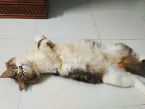 6-12 months Male Purebred Persian